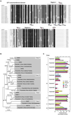 Overexpression of Plasma Membrane H+-ATPase in Guard Cells Enhances Light-Induced Stomatal Opening, Photosynthesis, and Plant Growth in Hybrid Aspen